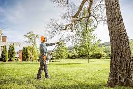 How Our Tree Care Process Works  in  Tulare, CA